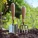 Gardening Tools